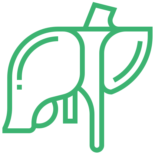 Liver Transplant Icon
